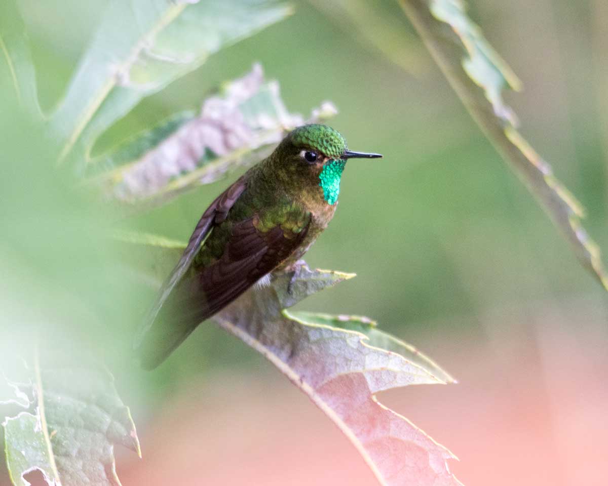 Tyrian Metaltail Hummingbird, Tambo Condor, Ecuador | ©Angela Drake