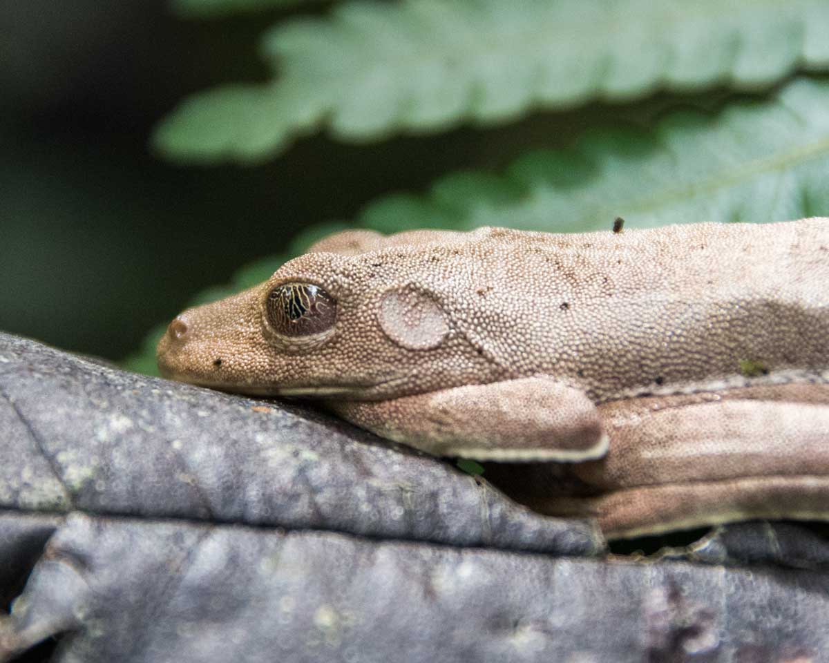 Un sapo marrón claro con ojos marrones esmaltados con una cubierta dorada en forma de hilo se asienta tranquilamente sobre la hojarasca en el bosque.