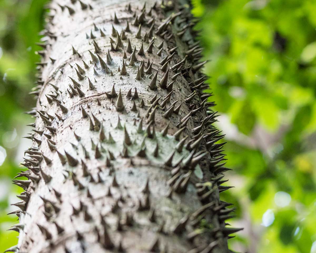 Un tronco de árbol blanco está cubierto de espinas grises y rechonchas