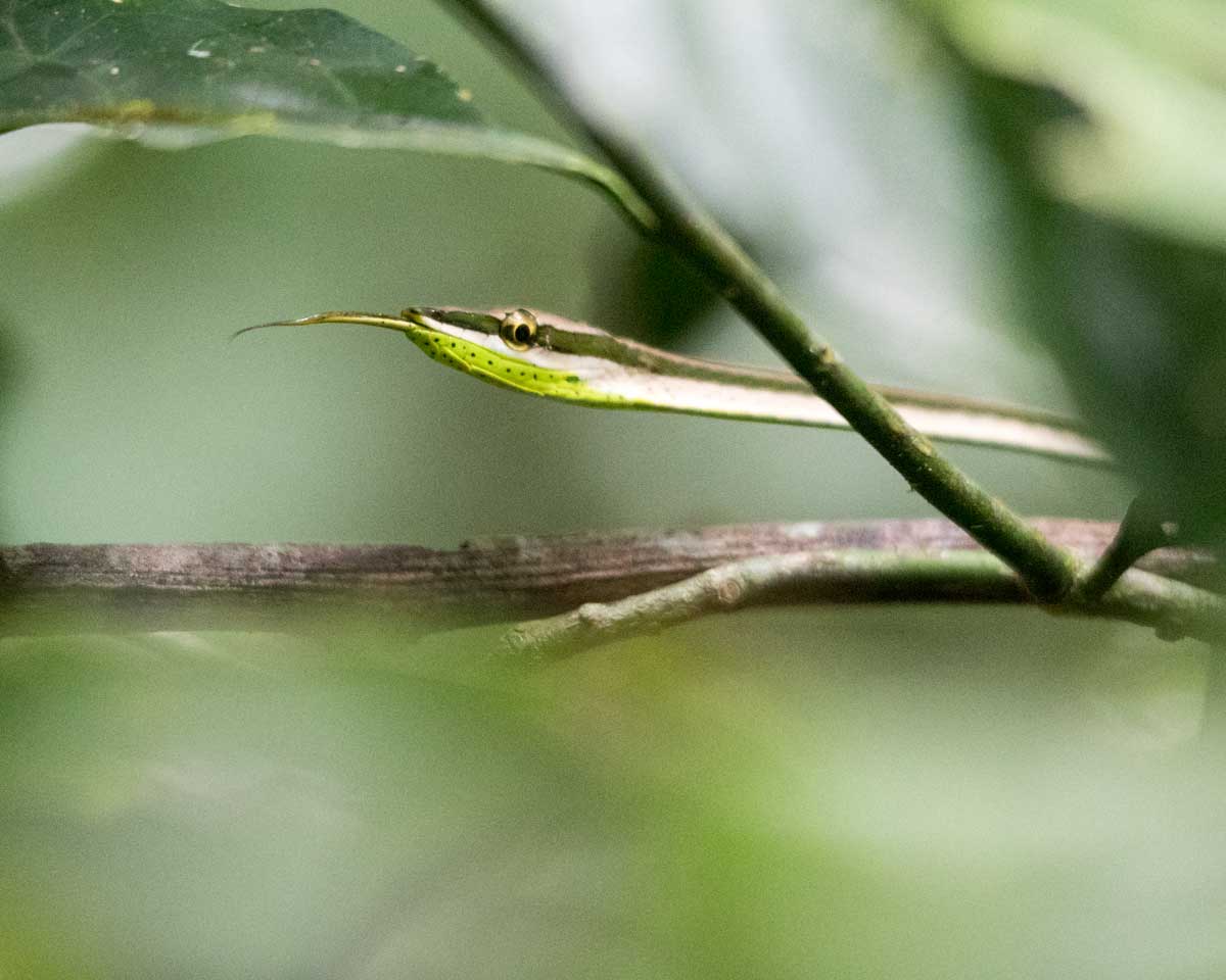 Serpiente de vid; Dracaena Lodge, Cuyabeno, Ecuador | ©Ángela Drake