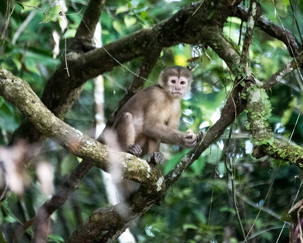 Mono Capuchino; Alto Cuyabeno, Ecuador | ©Ángela Drake