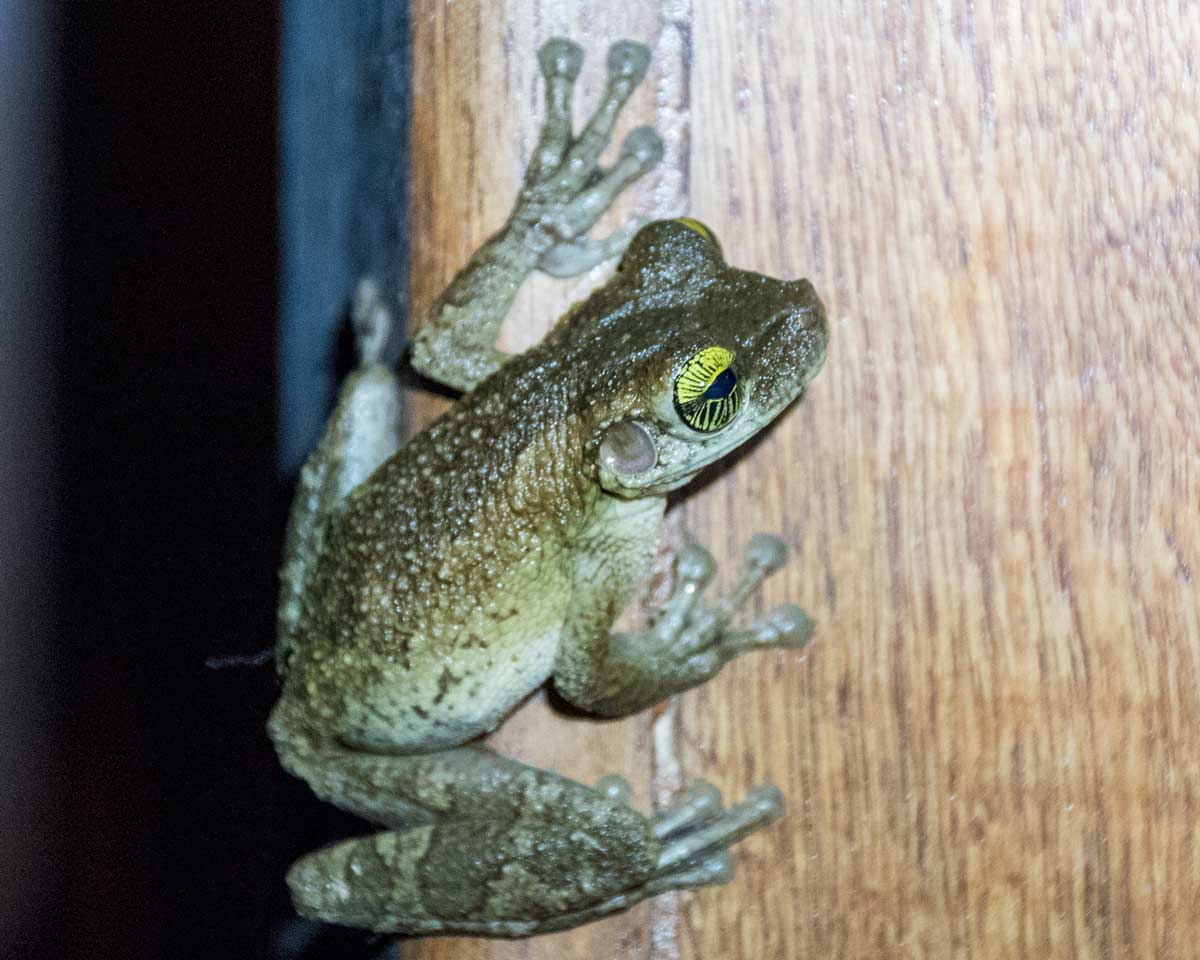 Rana no identificada; Dracaena Lodge, Cuyabeno, Ecuador | ©Ángela Drake