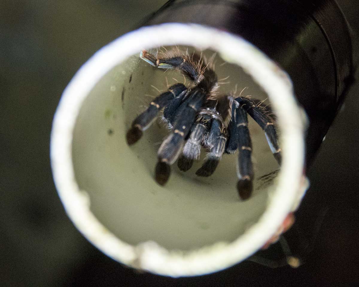A black tarantula hides in a white drainage pipe