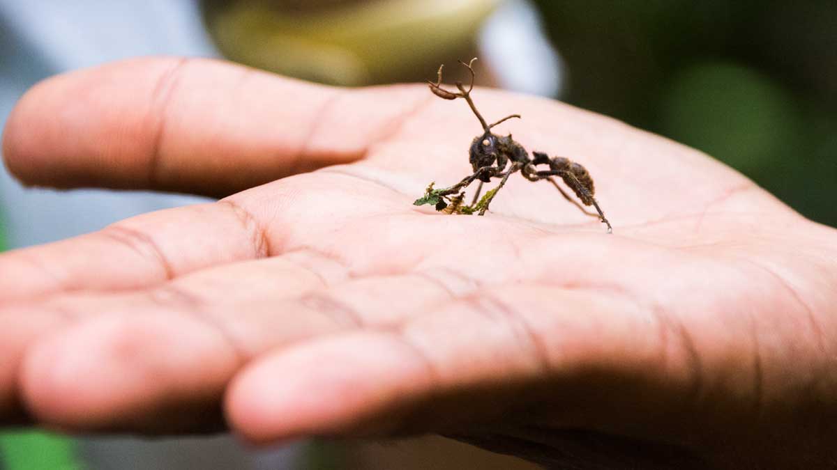 Hormiga atacada por hongos zombis; Dracaena Lodge, Cuyabeno, Ecuador | ©Ángela Drake