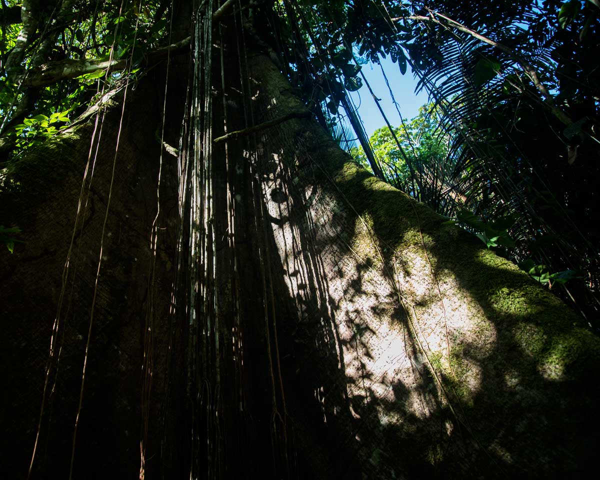 Pie de un ceibo; Dracaena Lodge, Cuyabeno, Ecuador | ©Ángela Drake