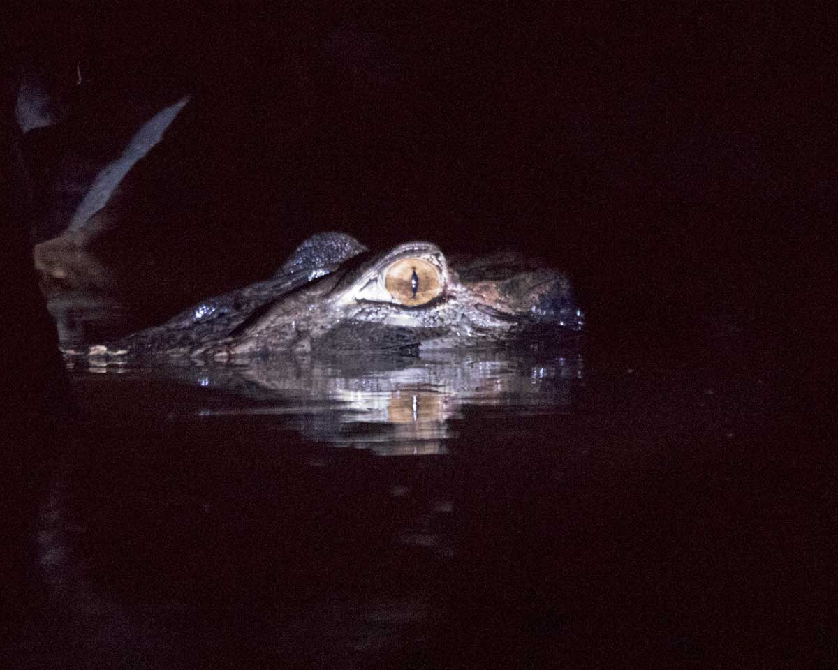 Caimán de Noche, Laguna Grande, Reserva de Vida Silvestre Cuyabeno, Ecuador | ©Ángela Drake