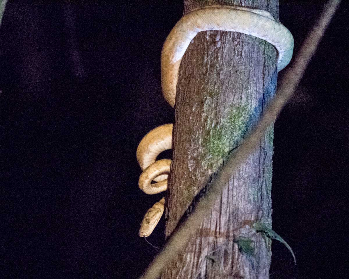 Boa no identificada a la noche, Laguna Grande, Reserva de Vida Silvestre Cuyabeno, Ecuador | ©Ángela Drake