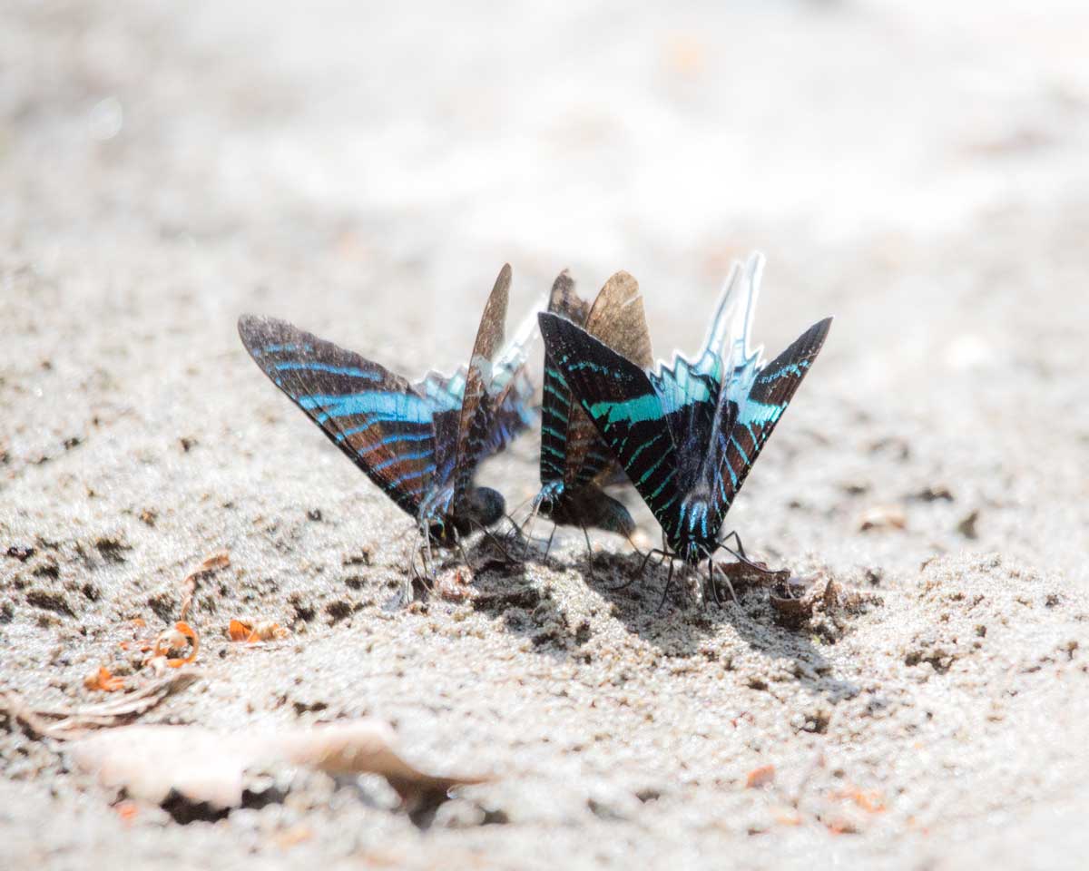 Mariposas de cola de golondrina, Cuyabeno, Cuyabeno, Ecuador | ©Ángela Drake