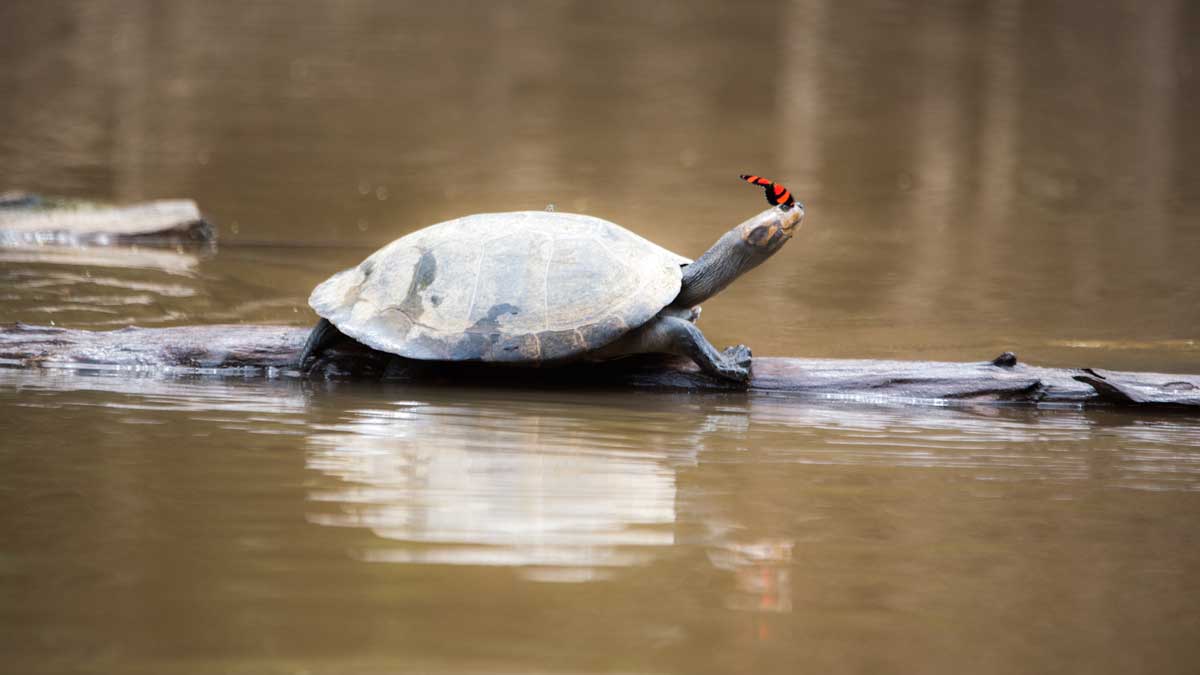 Tortuga con Mariposa, Bajo Cuyabeno, Cuyabeno, Ecuador | ©Ángela Drake