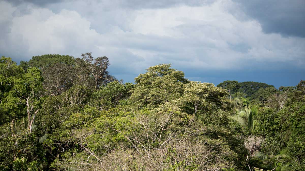 Vista desde la Torre de Observación de Aves, Playas de Cuyabeno, Ecuador | ©Ángela Drake