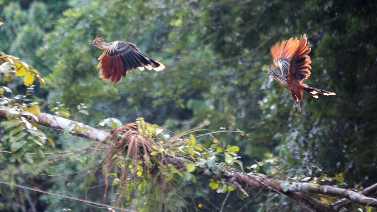 Hoatzin, Río Cuyabeno Superior, Ecuador | ©Ángela Drake