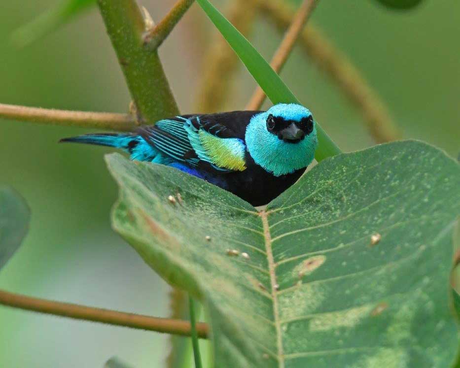 Blue-necked Tanager, La Bikok Ecolodge, Mindo, Ecuador | ©Nikolai Ullman