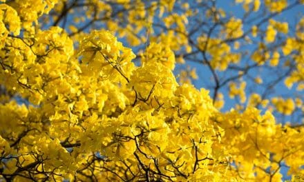 Flowering Forests of Gold Arrive With the New Year