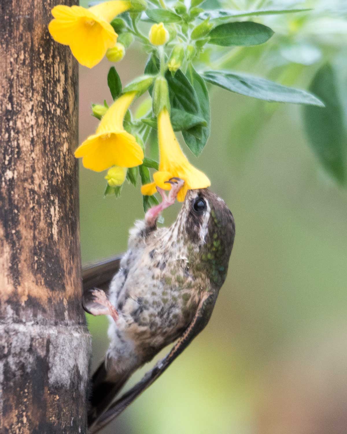 A Speckled Hummingbird, Birdwatcher's House, Santa Rosa de Mindo, Ecuador | ©Angela Drake