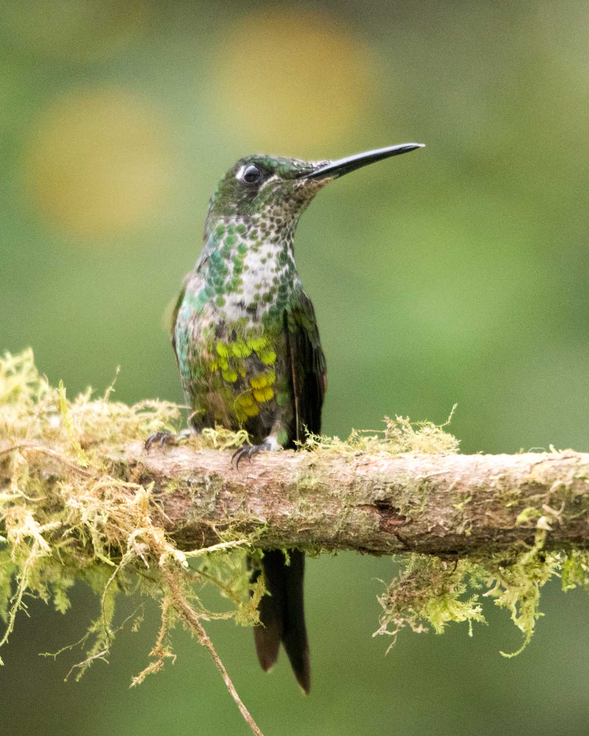 An immature Emerald Brilliant, Birdwatcher's House, Santa Rosa de Mindo, Ecuador | ©Angela Drake