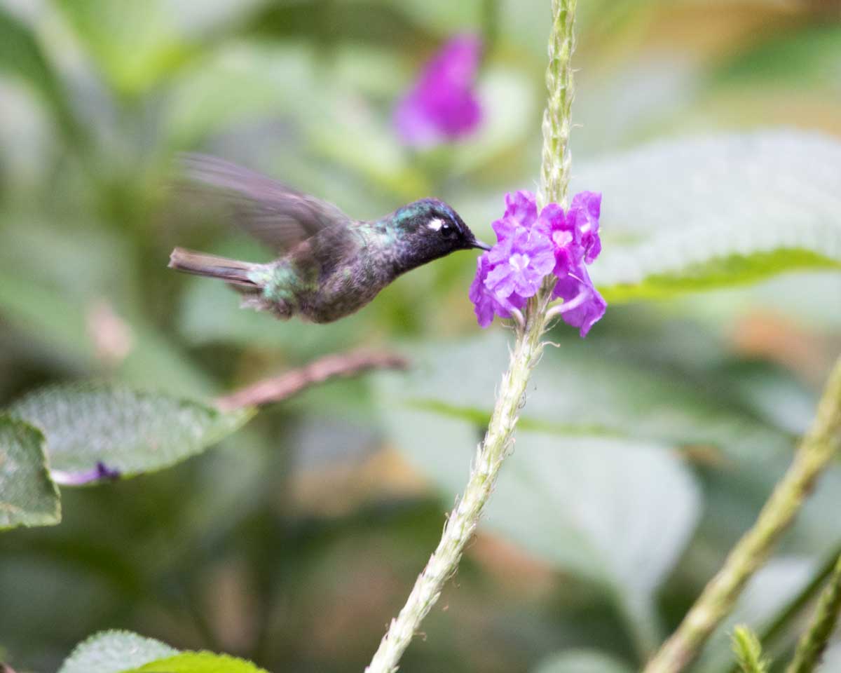 Colibrí de cabeza violeta, Copalinga, Ecuador | ©Ángela Drake