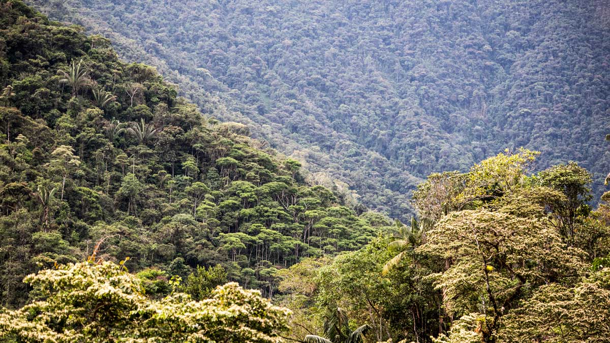 Premontane Tropical Forest, Copalinga, Ecuador | ©Angela Drake