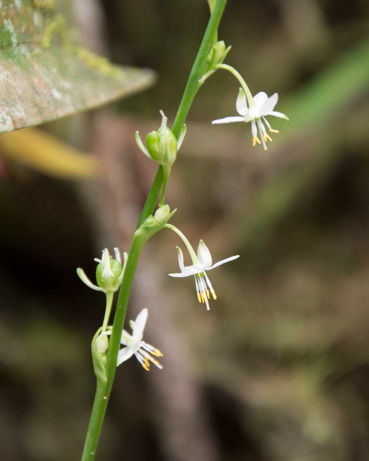 Orchid, Copalinga, Ecuador | ©Angela Drake