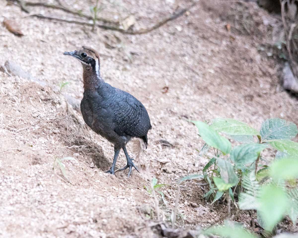 Grey Tinamou Chick, Copalinga, Ecuador | @Angela Drake