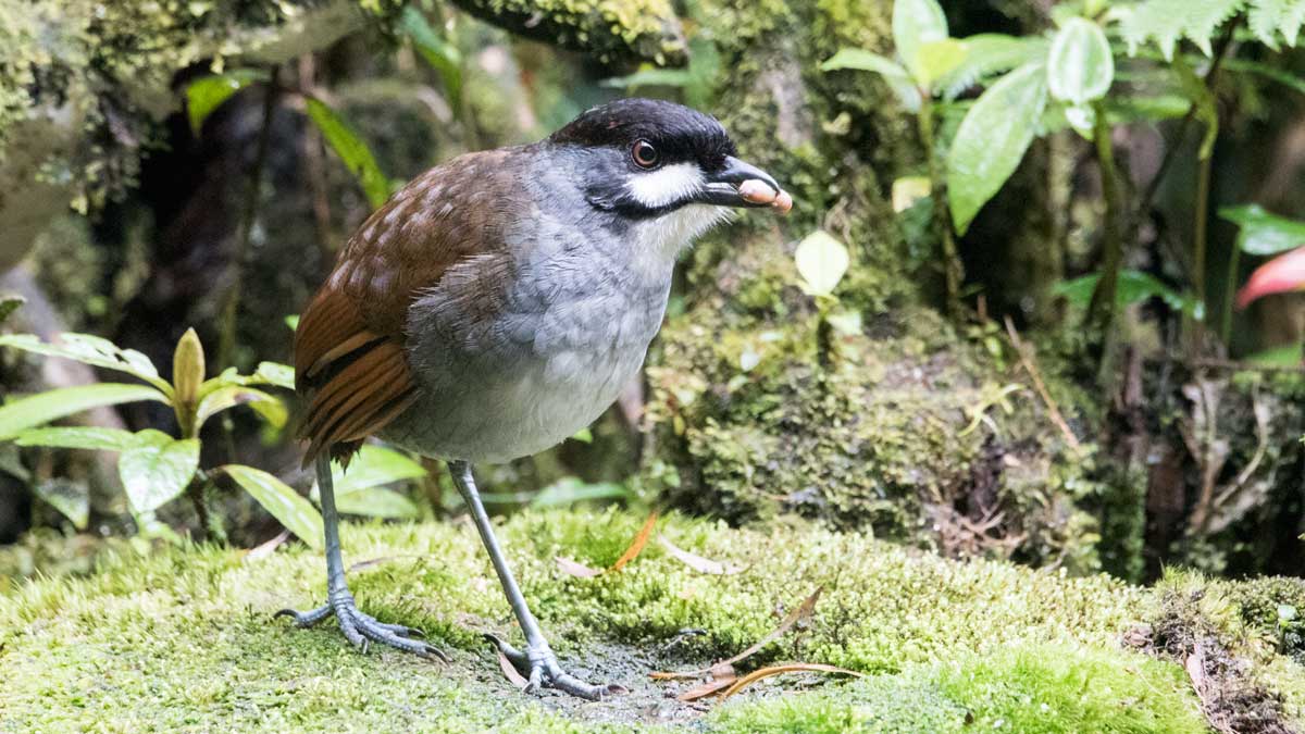 The Jocotoco Antpitta, Tapichalaca Reserve, Southern Ecuador | ©Angela Drake