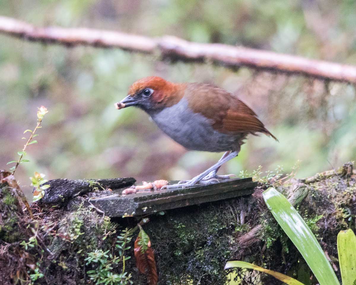 Chestnut-naped Antpitta, Tapichalaca Reserve, Ecuador | ©Angela Drake