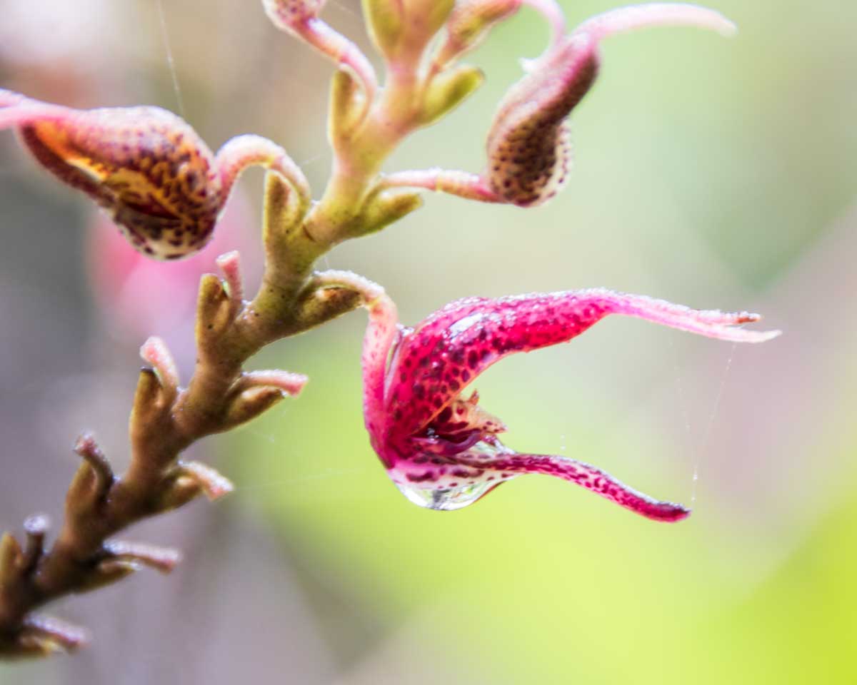 Orchid, Tapichalaca Reserve, Ecuador | ©Angela Drake