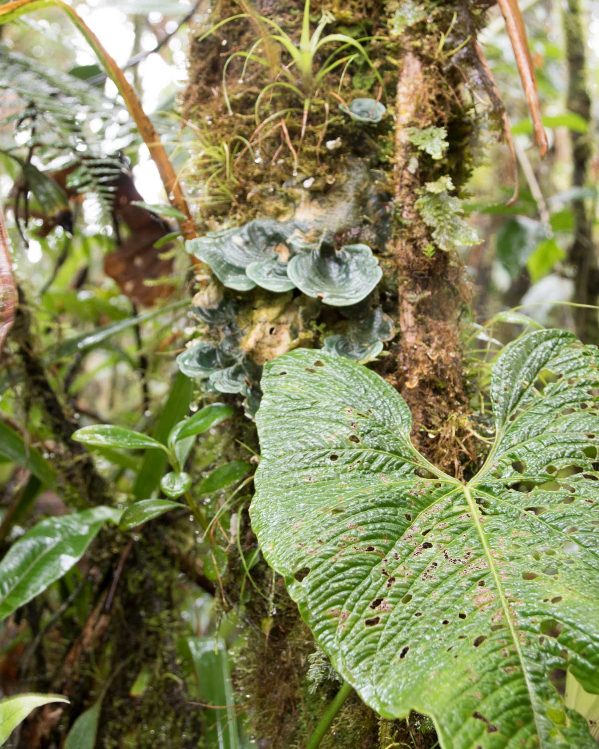 Flora, Tapichalaca Reserve, Ecuador | ©Angela Drake