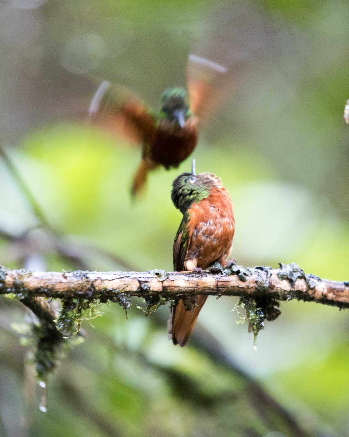Chestnut-breasted Coronets, Tapichalaca Reserve, Ecuador | ©Angela Drake