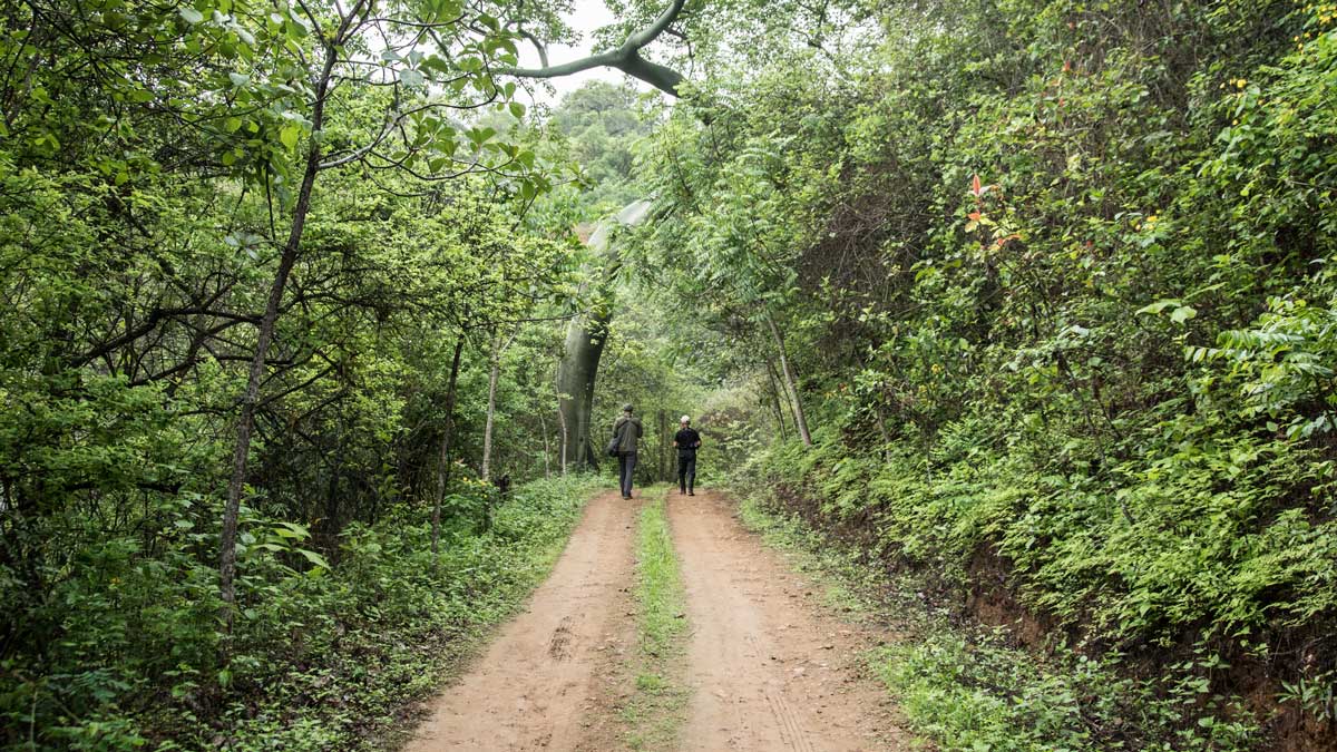 Two men walk down a dirt road with dense forest on either side.