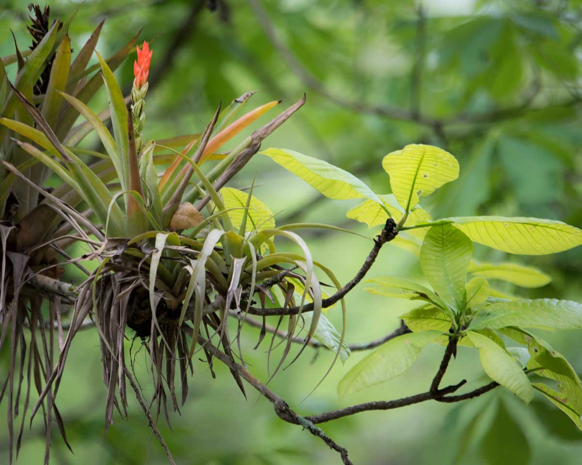 Bromeliad, Jorupe Reserve, Ecuador | ©Angela Drake
