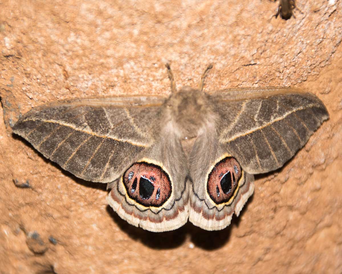 Owl-eyed Moth, Jorupe Reserve, Ecuador | ©Angela Drake