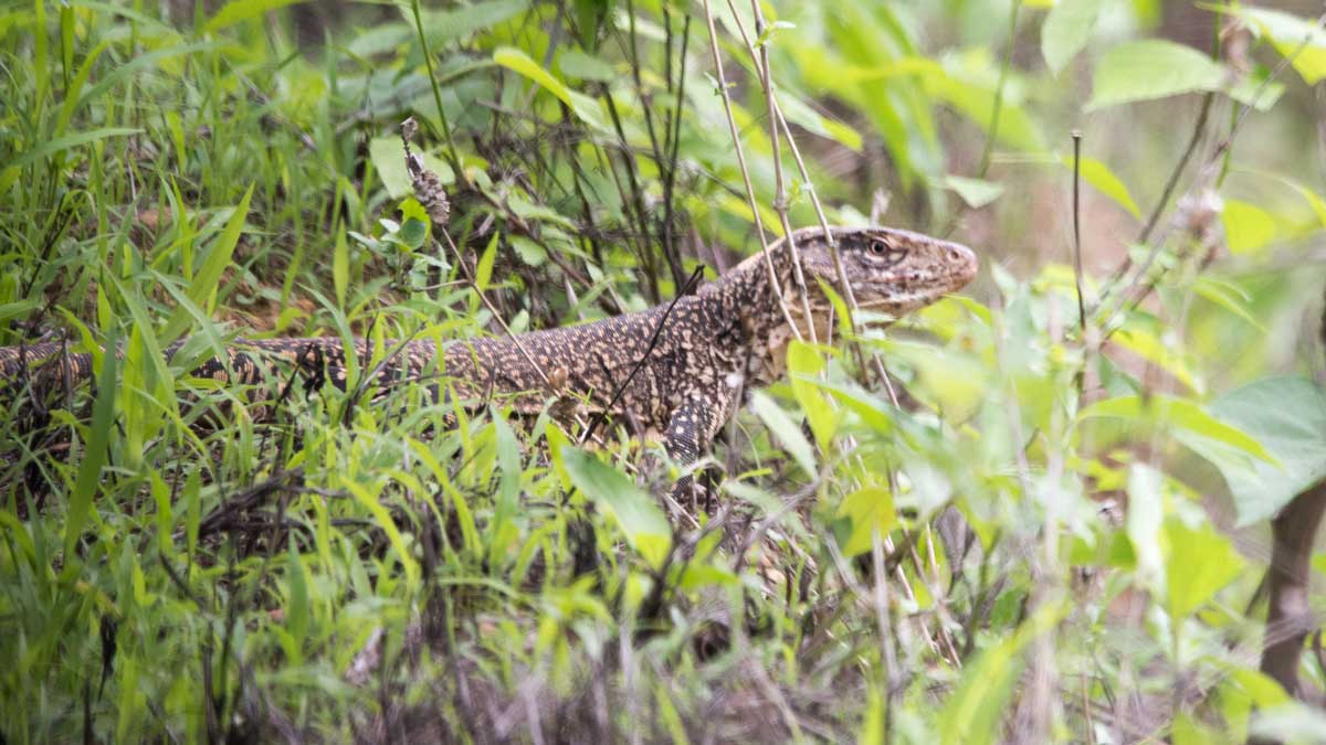 Gigantic Lizard, Jorupe Reserve, Ecuador | ©Angela Drake