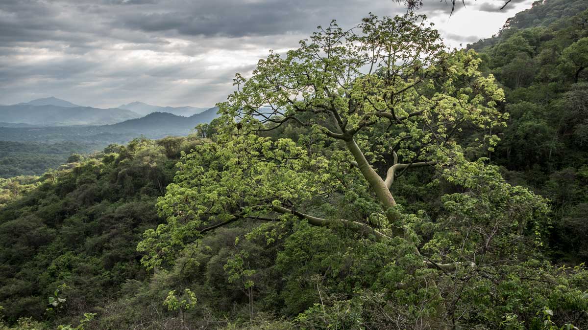 Cieba Tree at the Jorupe Reserve, Macará, Ecuador | ©Angela Drake