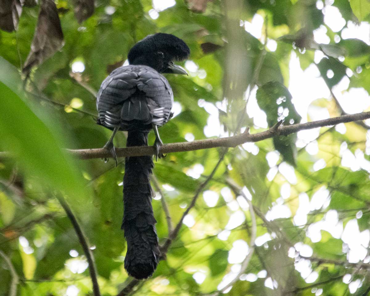 The Long-wattled Umbrellabird, Buenaventura Reserve, Ecuador | ©Angela Drake