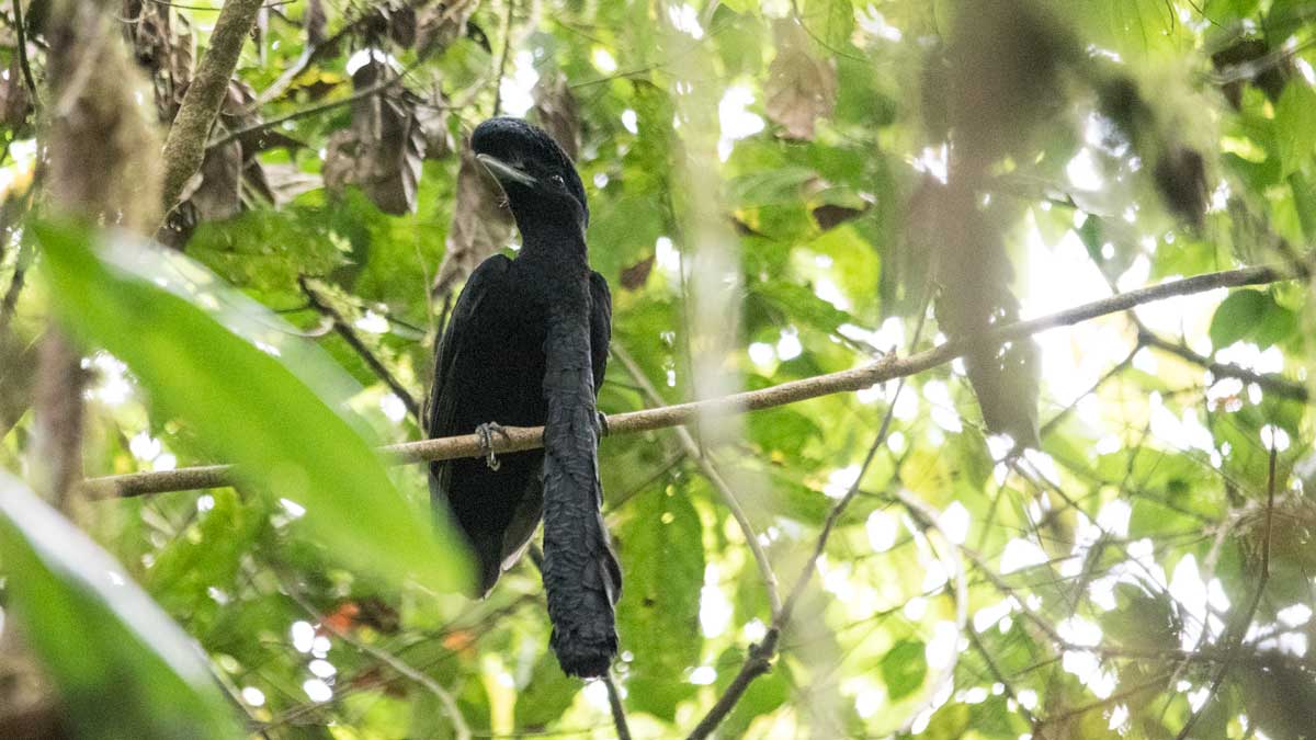 The Long-wattled Umbrellabird, Buenaventura Reserve, Ecuador | ©Angela Drake