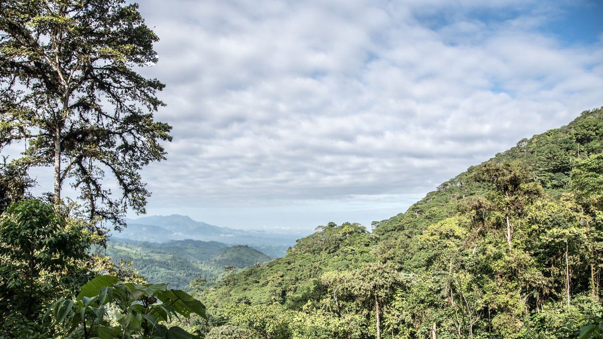 Vista del bosque nativo y los árboles en primer plano y las estribaciones distantes en el fondo bajo un cielo azul lleno de nubes blancas hinchadas con envés grises.