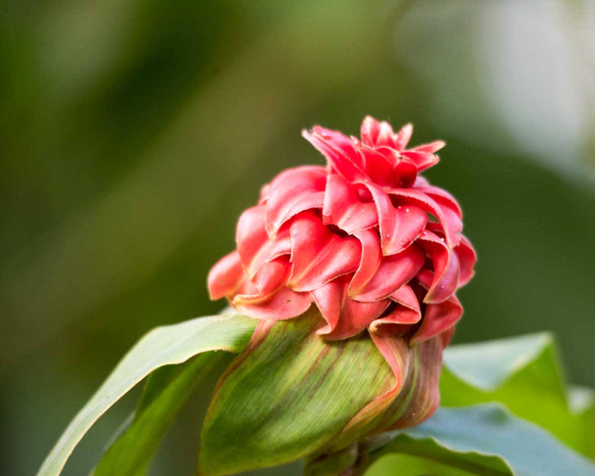 Unidentified Flowering Plant, Buenaventura Reserve, Ecuador | ©Angela Drake
