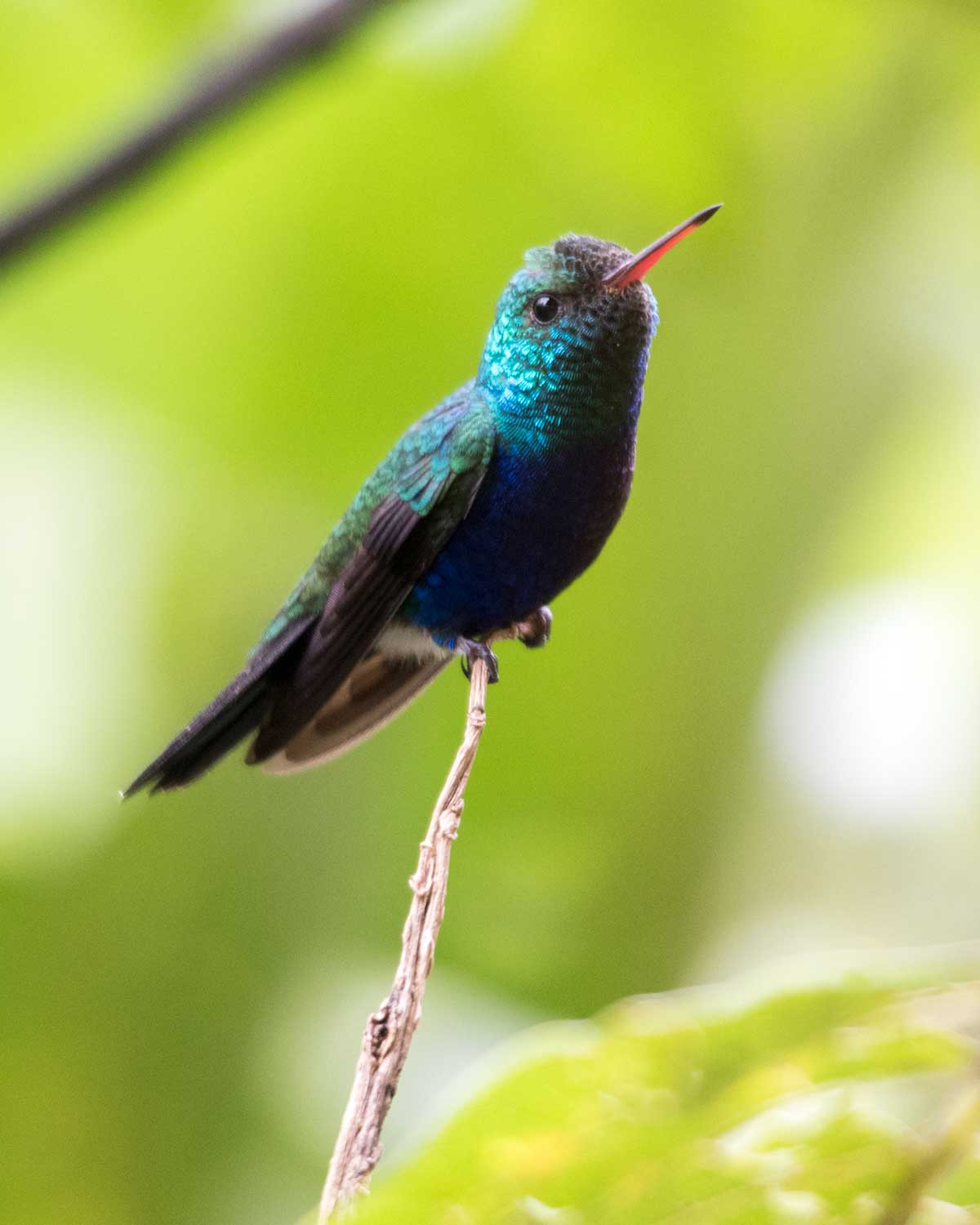 Violet-bellied Hummingbird, Umbellabird Lodge, Buenaventura, Ecuador | ©Angela Drake