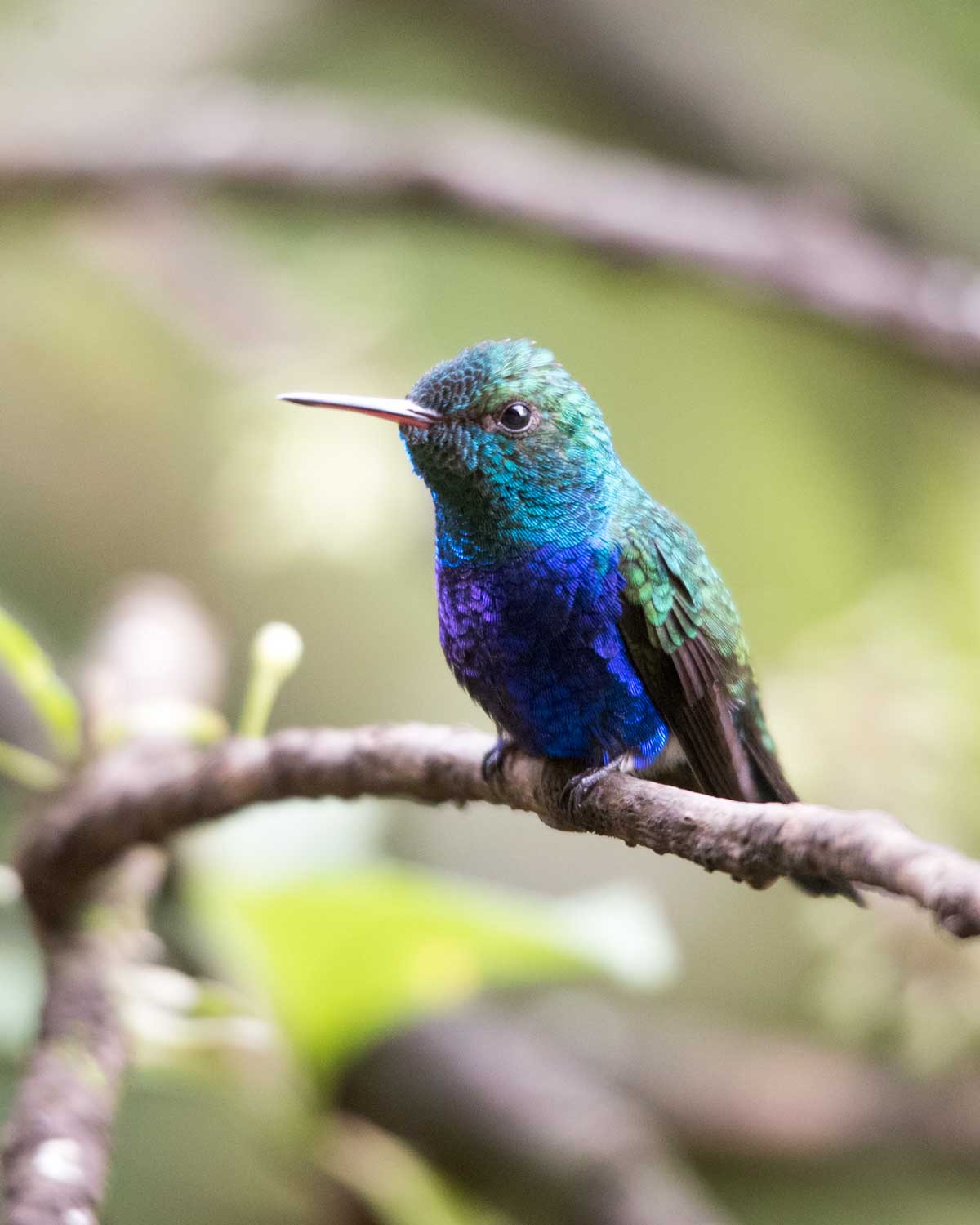 Violet-bellied Hummingbird, Umbellabird Lodge, Buenaventura, Ecuador | ©Angela Drake