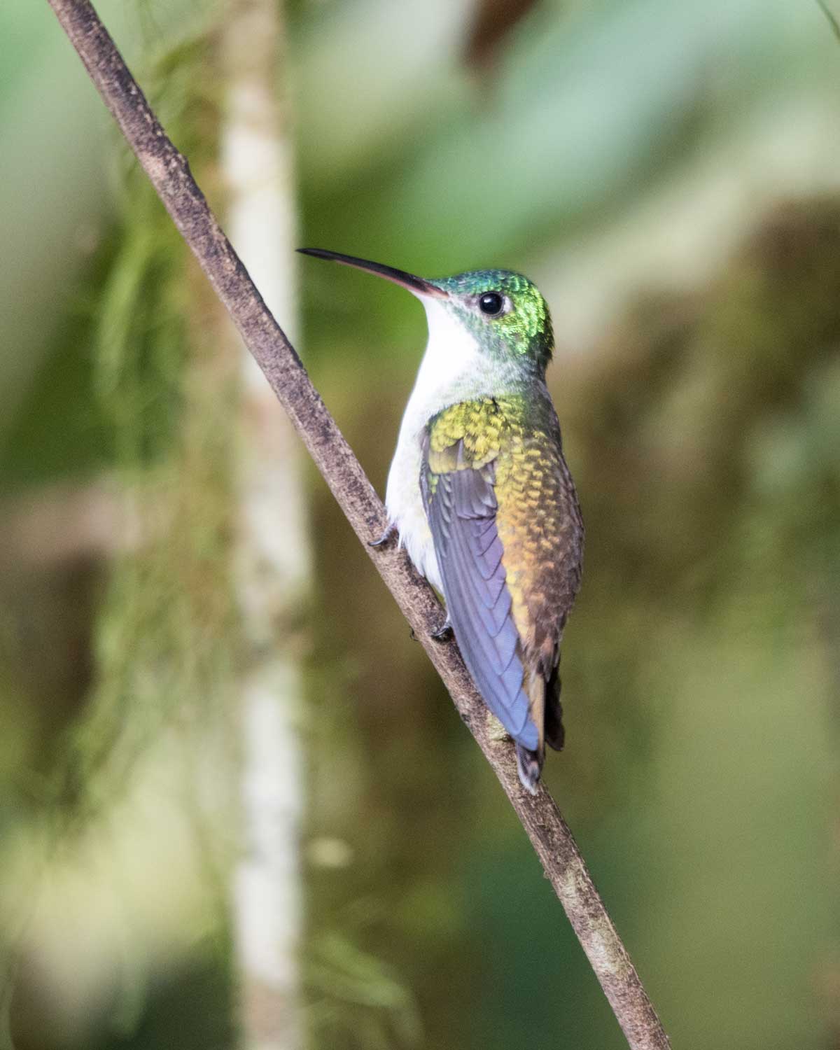 Female Andean Emerald Hummingbird, Hummingbird Garden, Piñas, Ecuador | ©Angela Drake