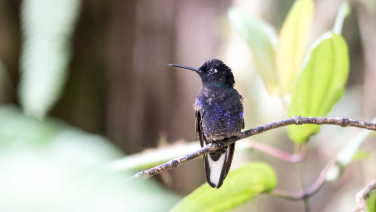 Velvet-purple Coronet Hummingbird, Hummingbird Garden, Piñas, Ecuador | ©Angela Drake