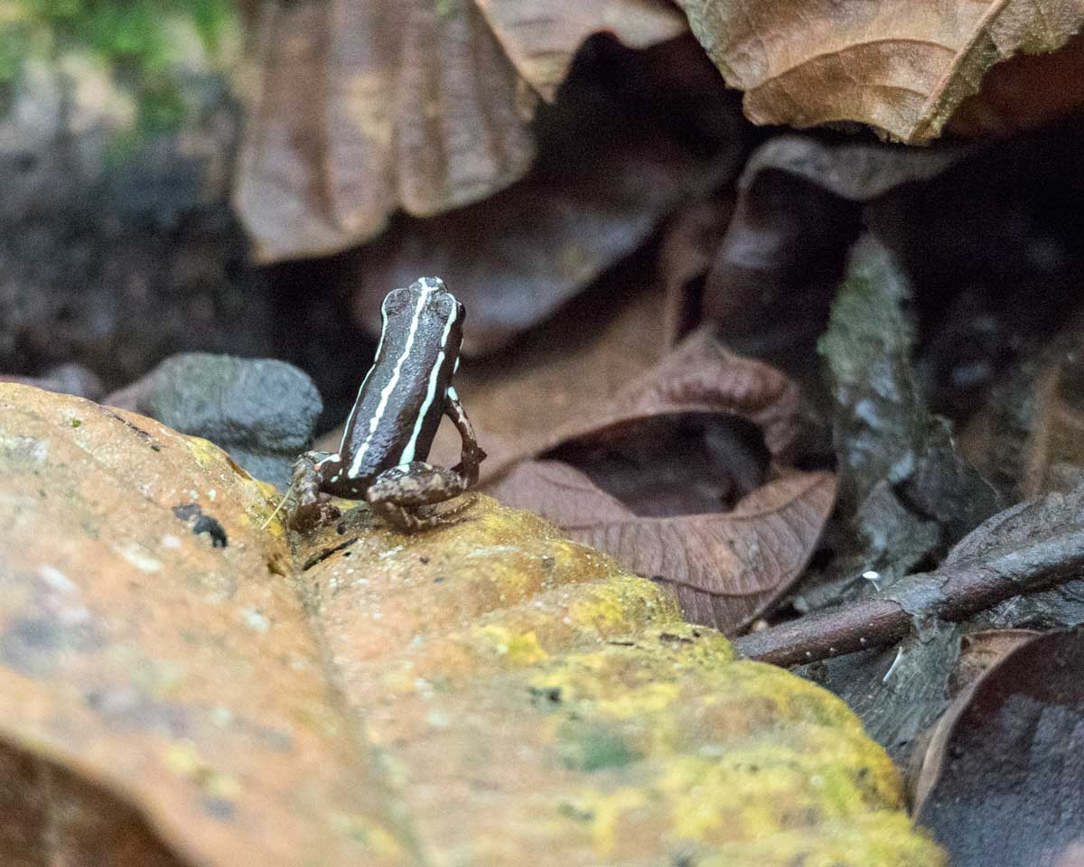 Unidentified Frog, Scientific Research Station, Buenaventura Reserve, Ecuador | ©Angela Drake