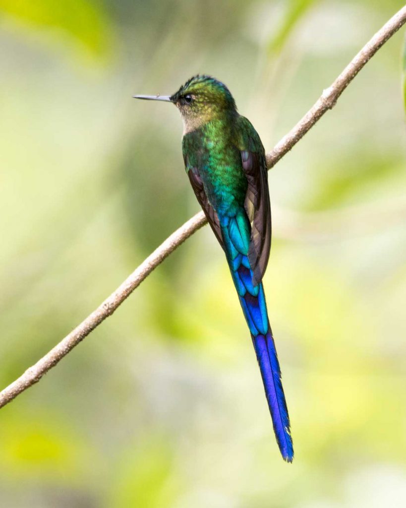 Can You Ace This Hummingbird Quiz? Not Your Average American