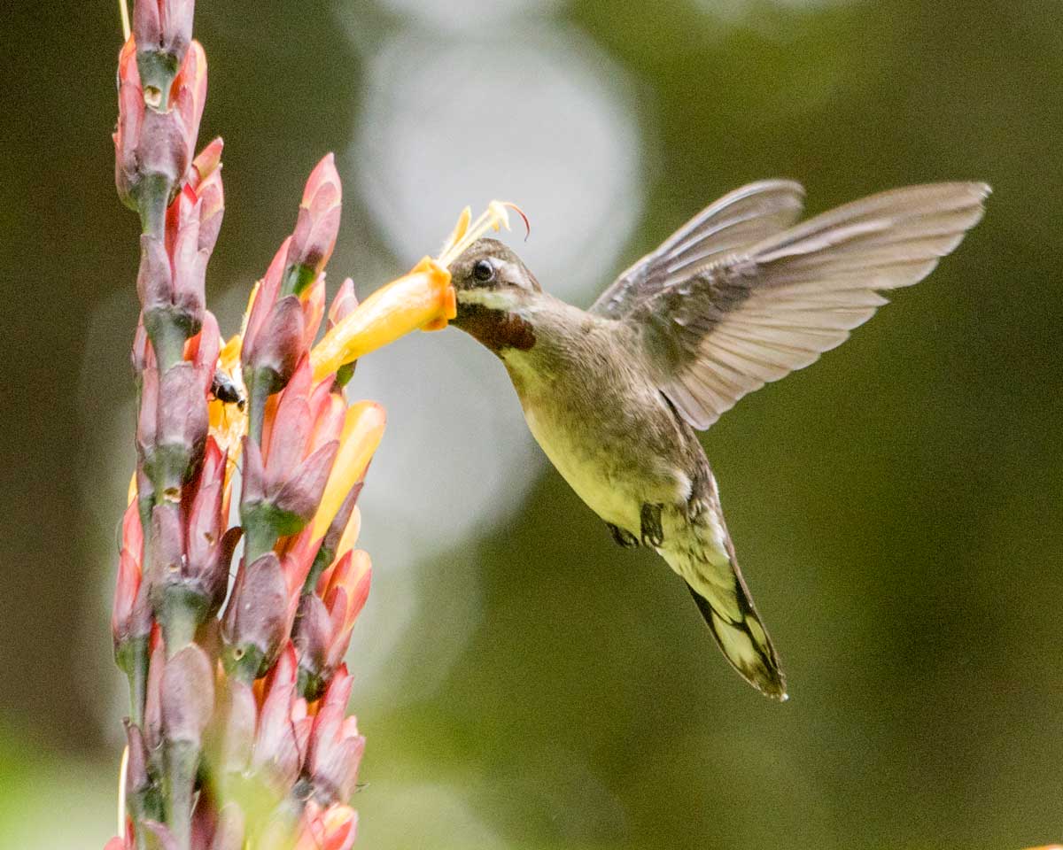 Long-billed Starthroat, Hummingbird Garden, Piñas, Ecuador | ©Angela Drake