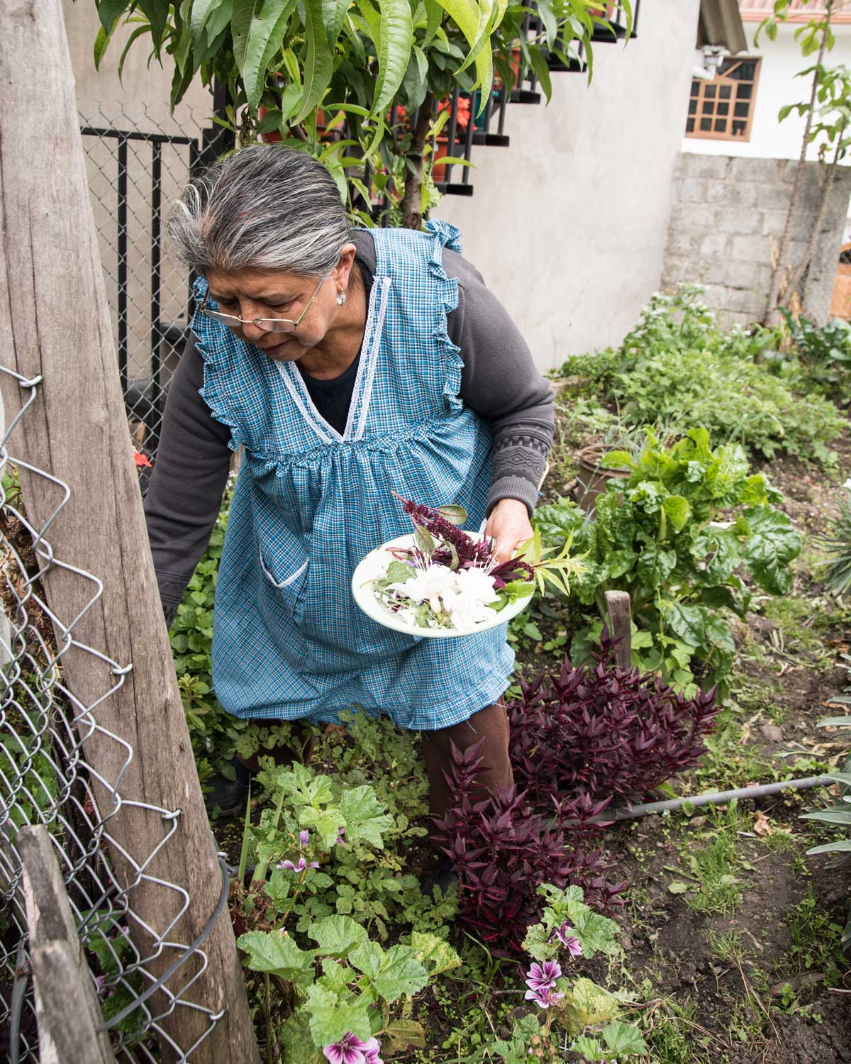 Señora Elmira harvests plants to make horchata, San Bartolome, Ecuador | ©Angela Drake