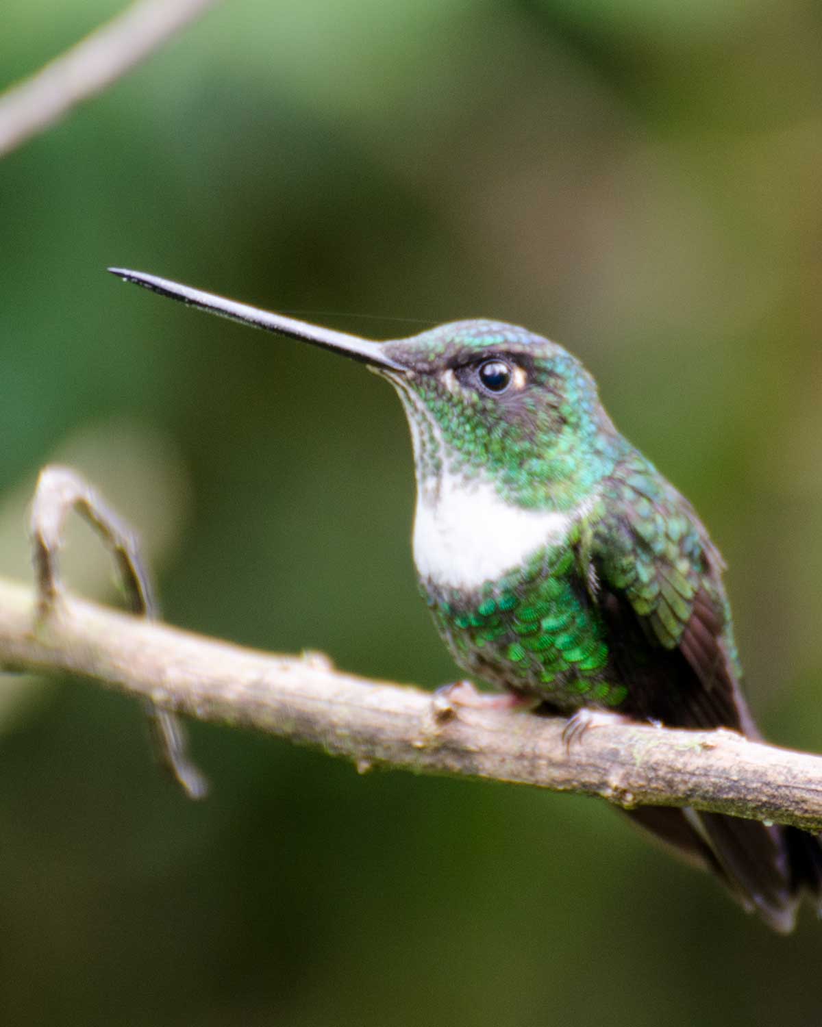 Inca de collar hembra, Reserva del Bosque Nuboso Bellavista, Ecuador | ©Ángela Drake