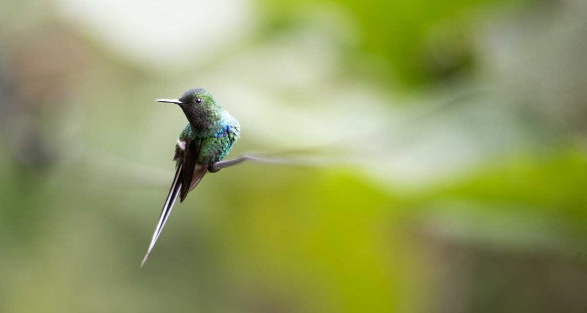 Can You Ace This Hummingbird Quiz?