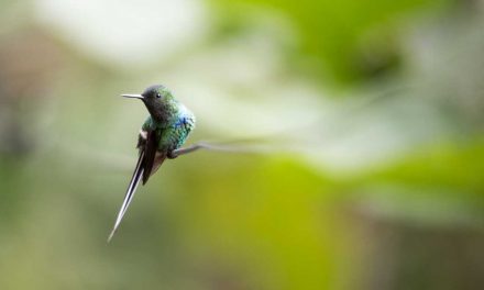 Can You Identify These 20 Ecuadorian Hummingbirds?