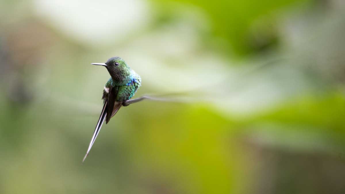 Green Thorntail Hummingbird, Hummingbird Garden, Piñas, Ecuador | ©Angela Drake