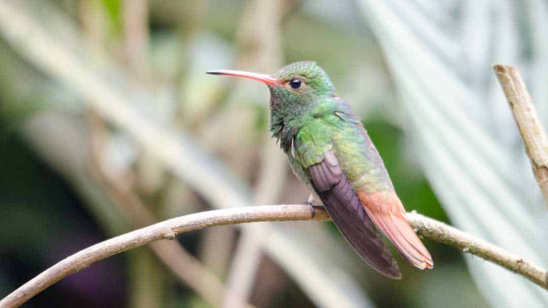 Rufous-tailed Hummingbird, Alambi Reserve, Nanegalito, Ecuador | ©Angela Drake
